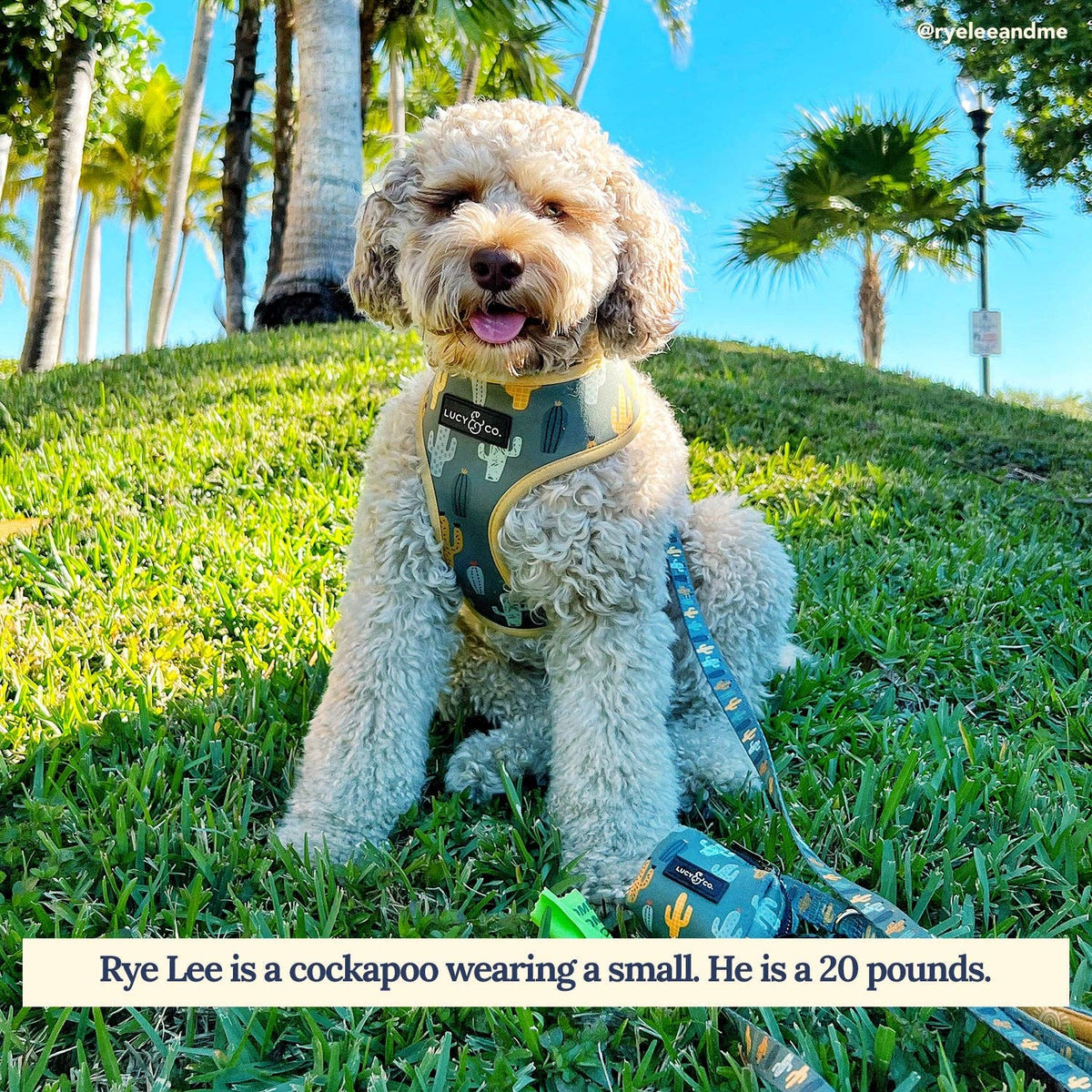 Rye Lee the cockapoo wearing a Looking Sharp Leash in a sunny park