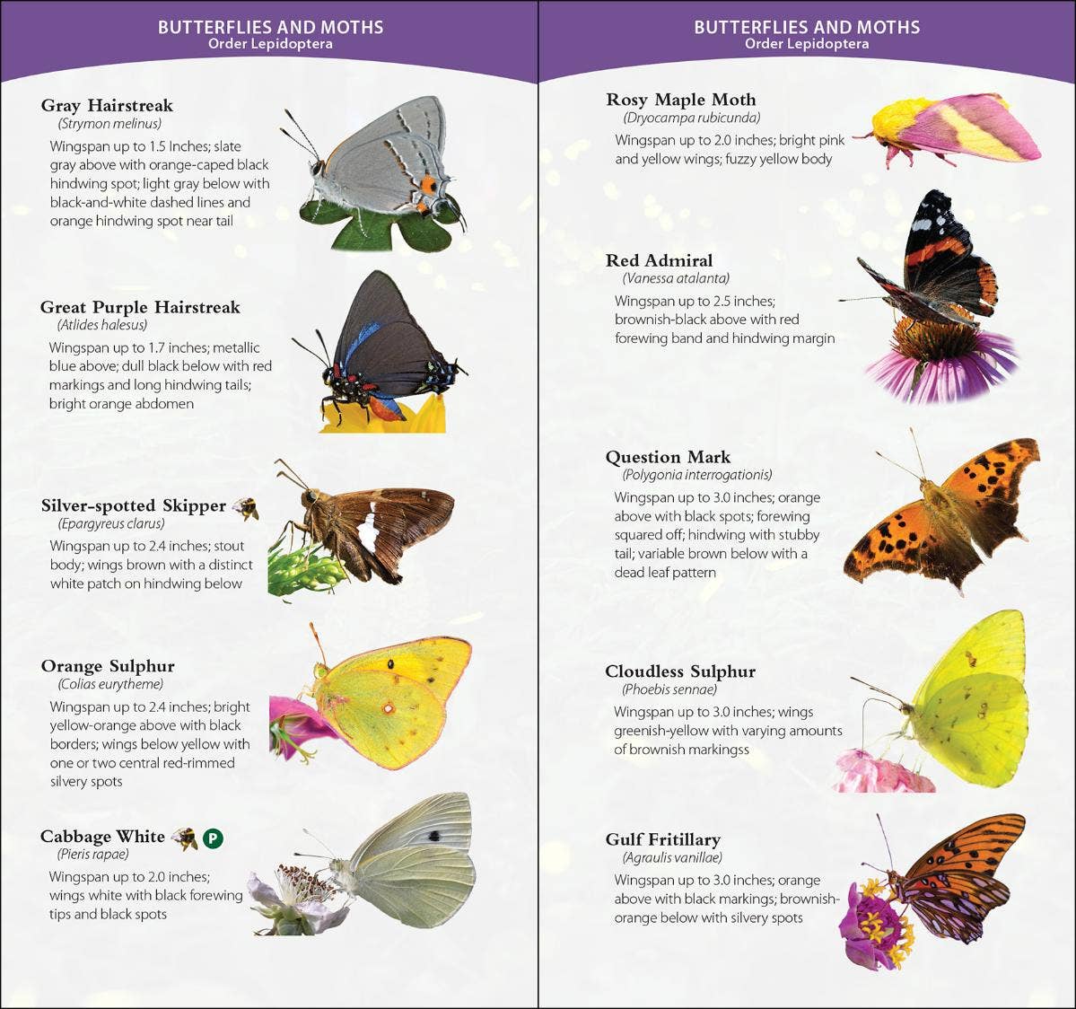 Garden Bugs & Insects of the Southwest