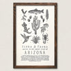 Arizona Field Guide Print - 11 x 17