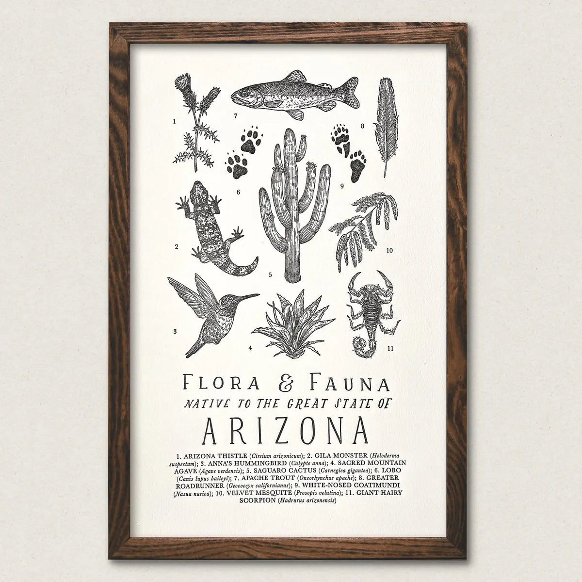 Arizona Field Guide Print - 11 x 17