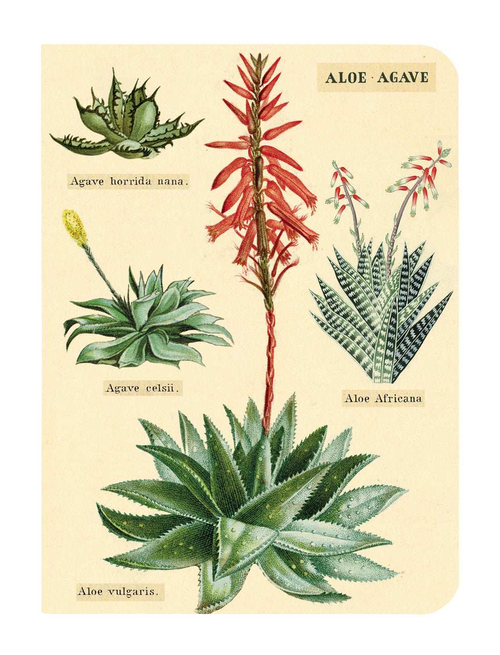 Succulents Vintage Mini Notebooks