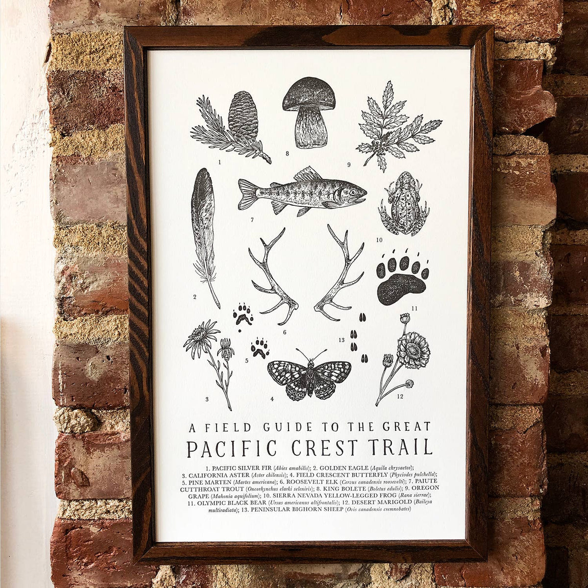 Pacific Crest Trail Guide Art Print - 11 x 17