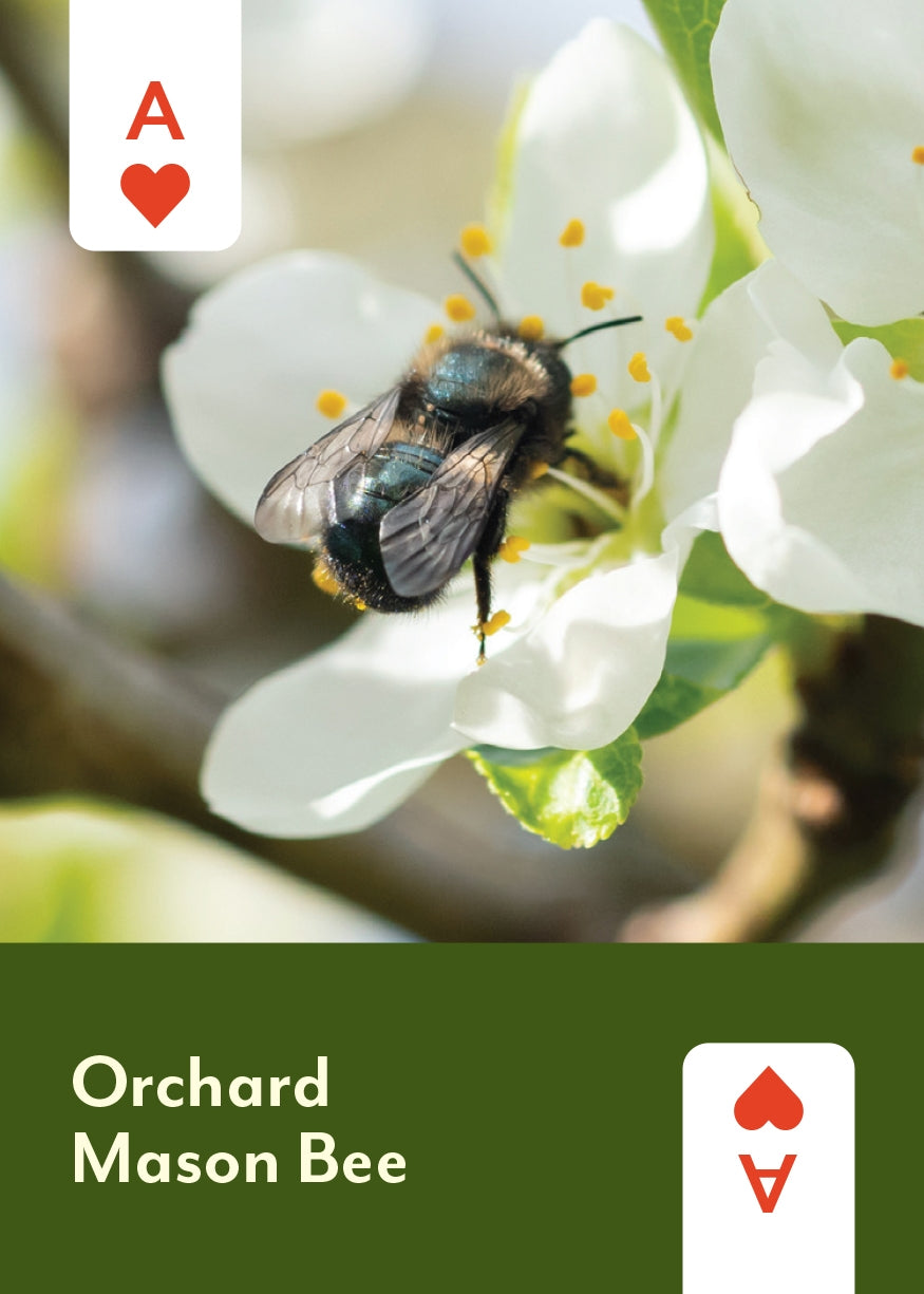 Pollinators of North America Playing Cards