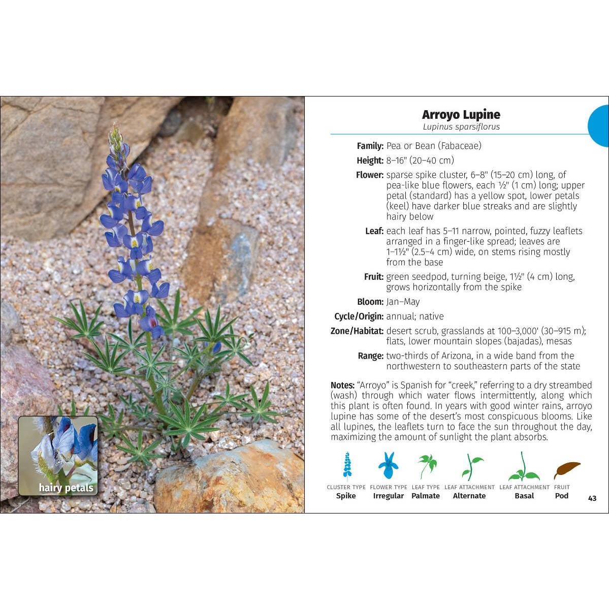 Wildflowers of Arizona Field Guide