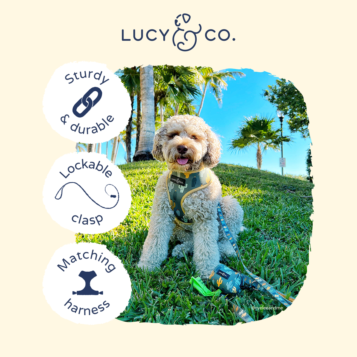Dog wearing Looking Sharp Leash outdoors among palm trees under a blue sky