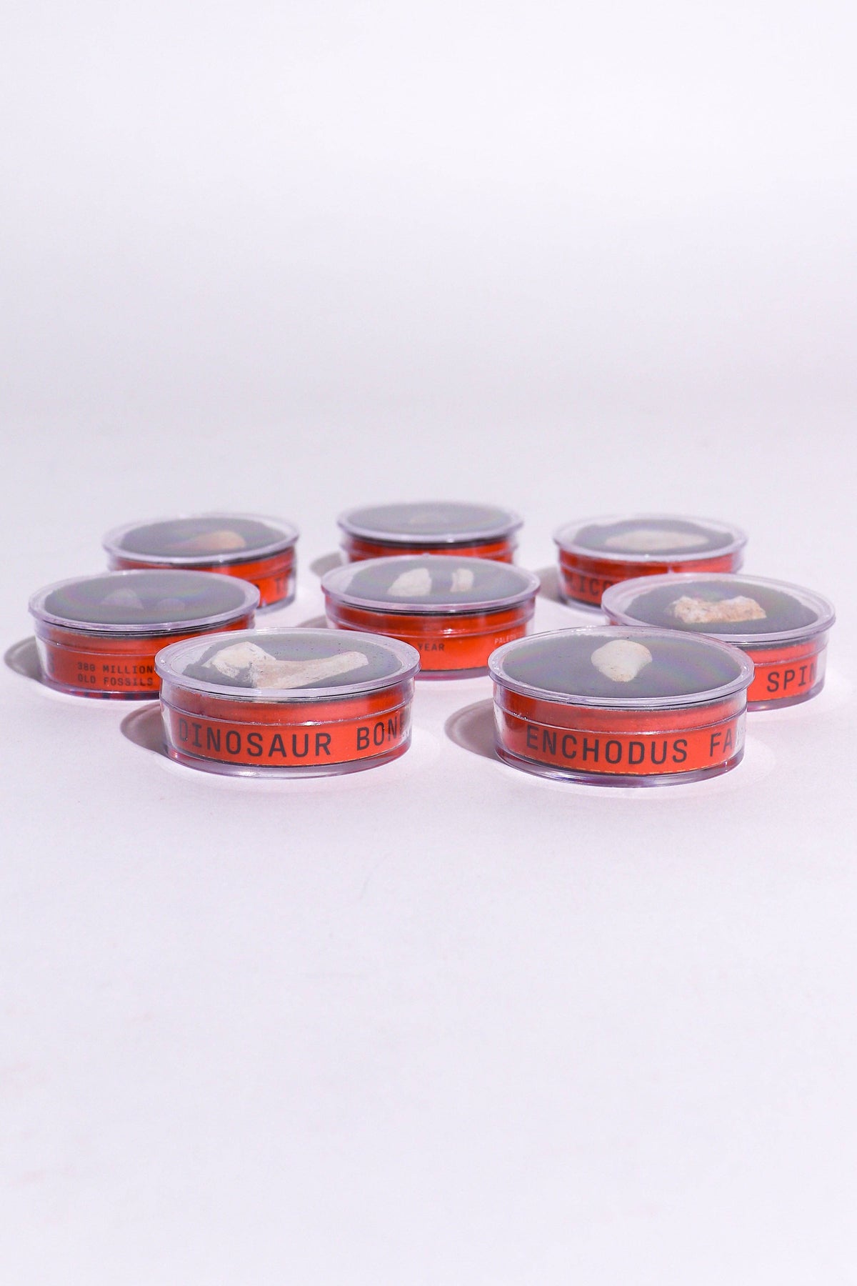 Row of red fossil jars with orange labels and pale bone fragments inside, set on a white surface.