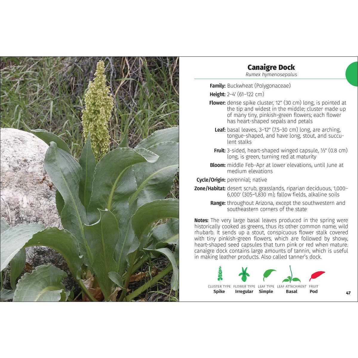 Wildflowers of Arizona Field Guide