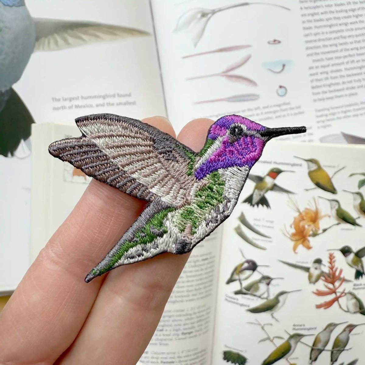 Costa's Hummingbird Patch