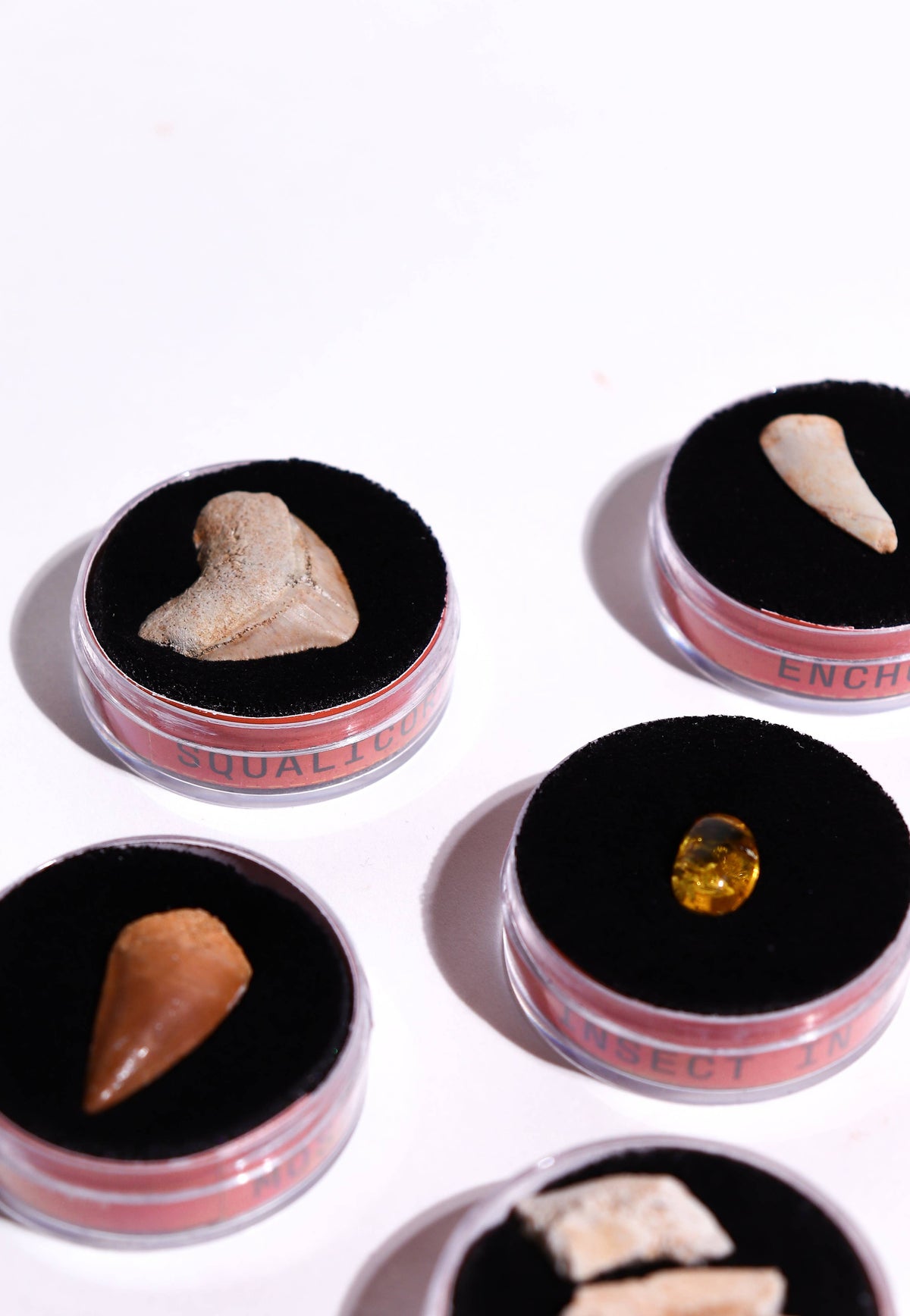Open Fossil Blind Bag tins with small rock fossils on black velvet amber gem visible in one container
