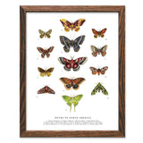 Framed Moths of North America art print with multiple colorful moth illustrations on a white background.