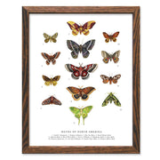 Moths of North America Art Print