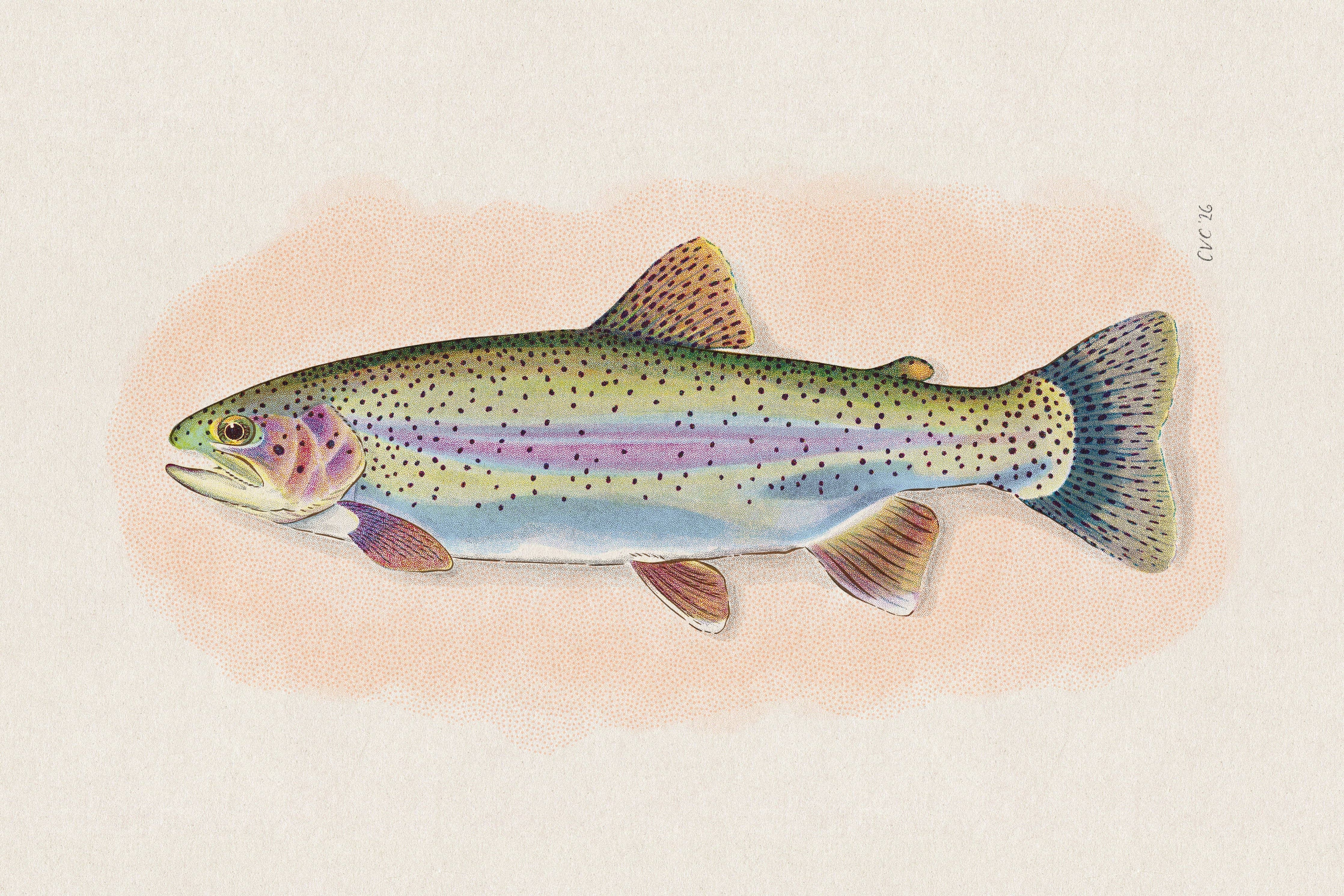 Vintage Rainbow Trout Print