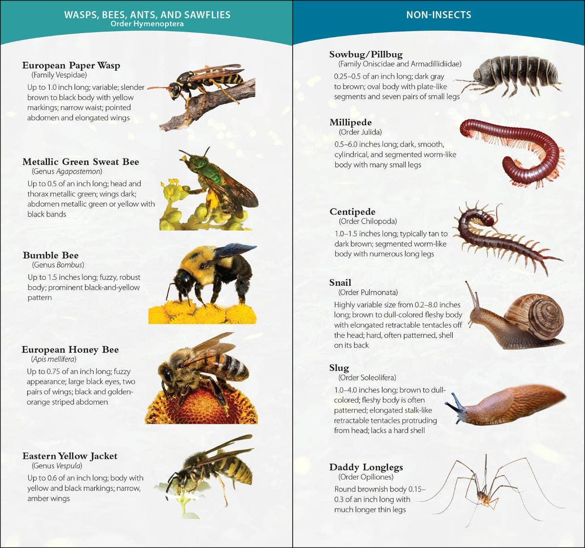 Garden Bugs & Insects of the Southwest