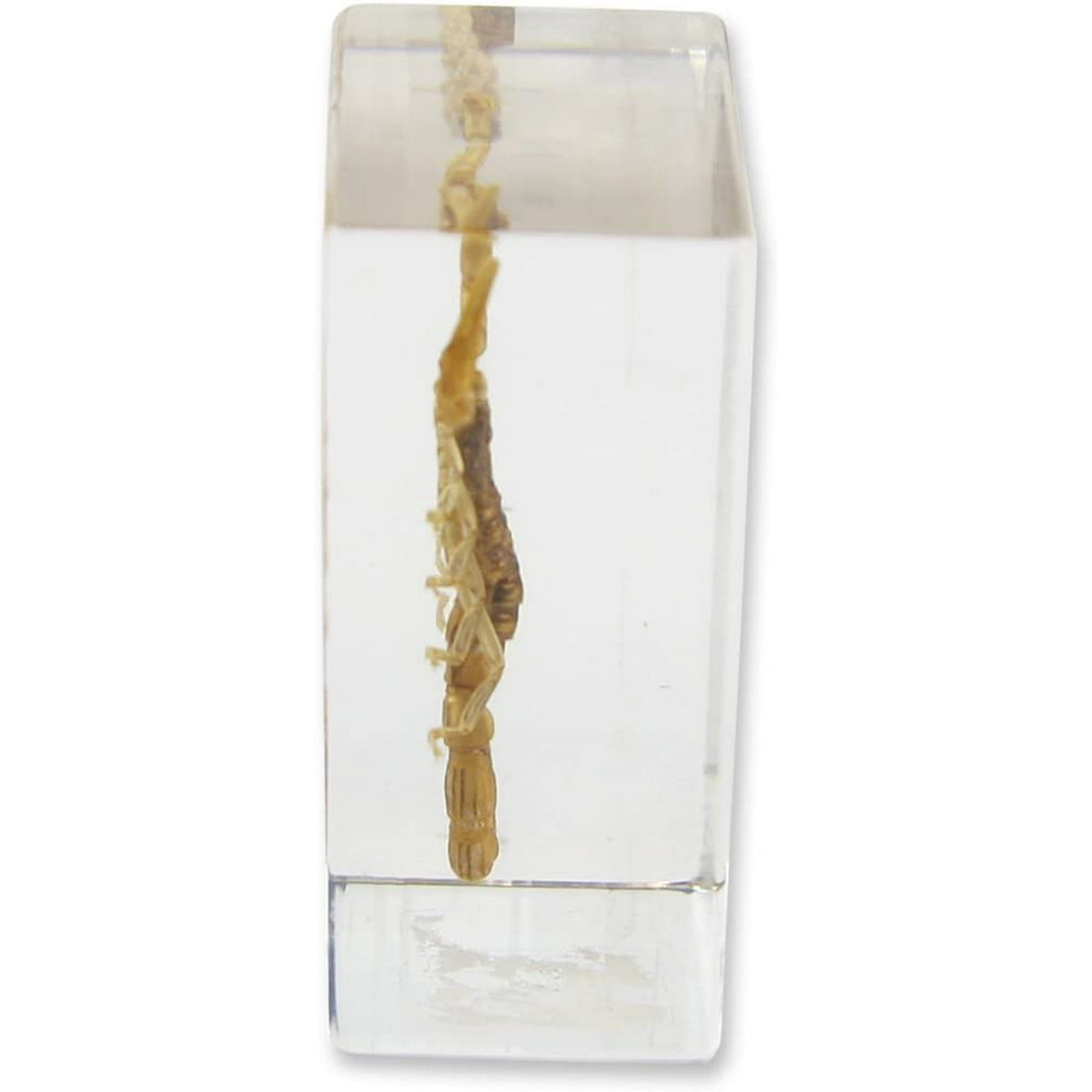Real Bug Scorpion Paperweight - Small