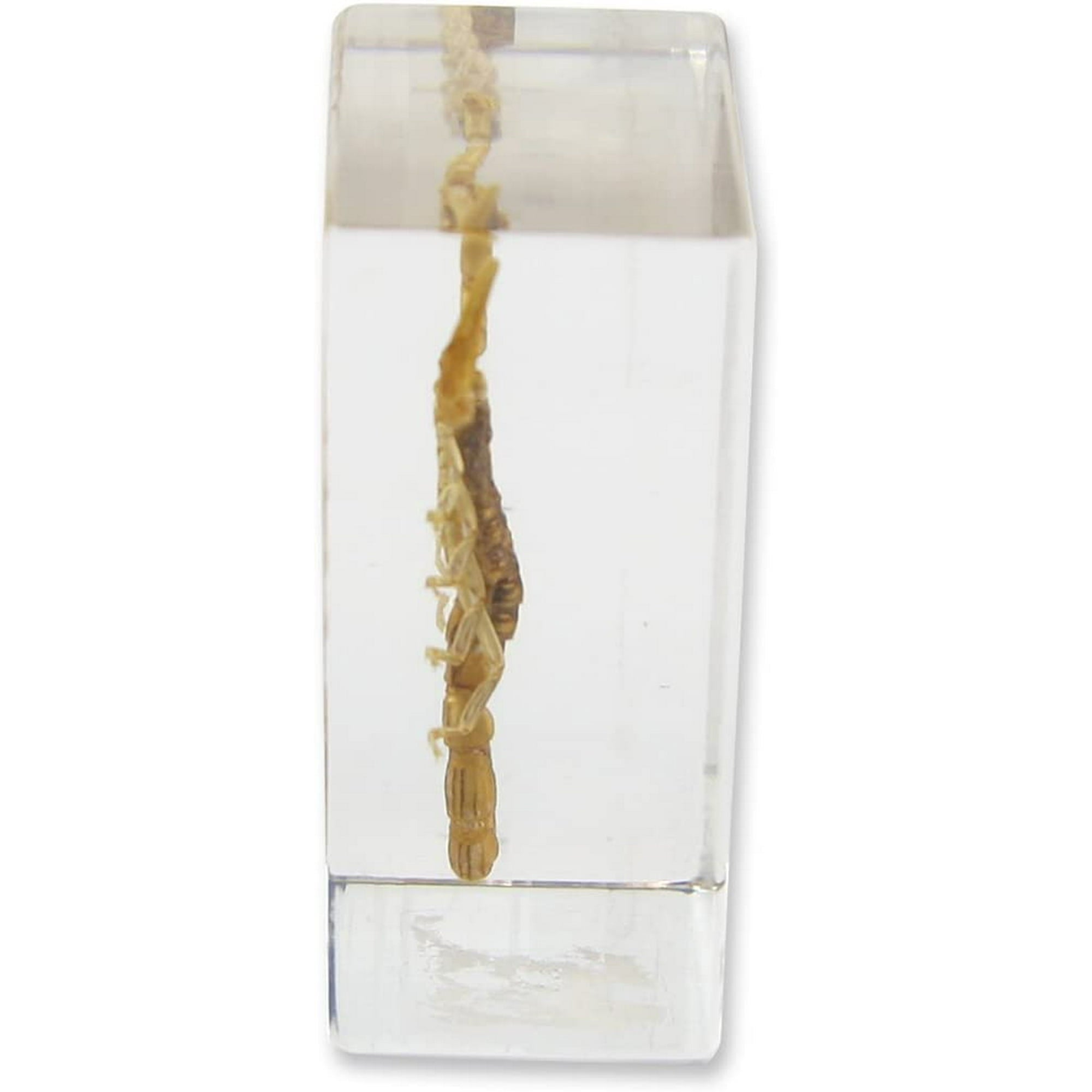 Real Bug Scorpion Paperweight - Small