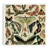 Butterflies Ceramic Coaster featuring a vintage butterfly collage on a cream background