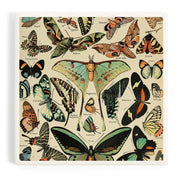 Butterflies Ceramic Coaster