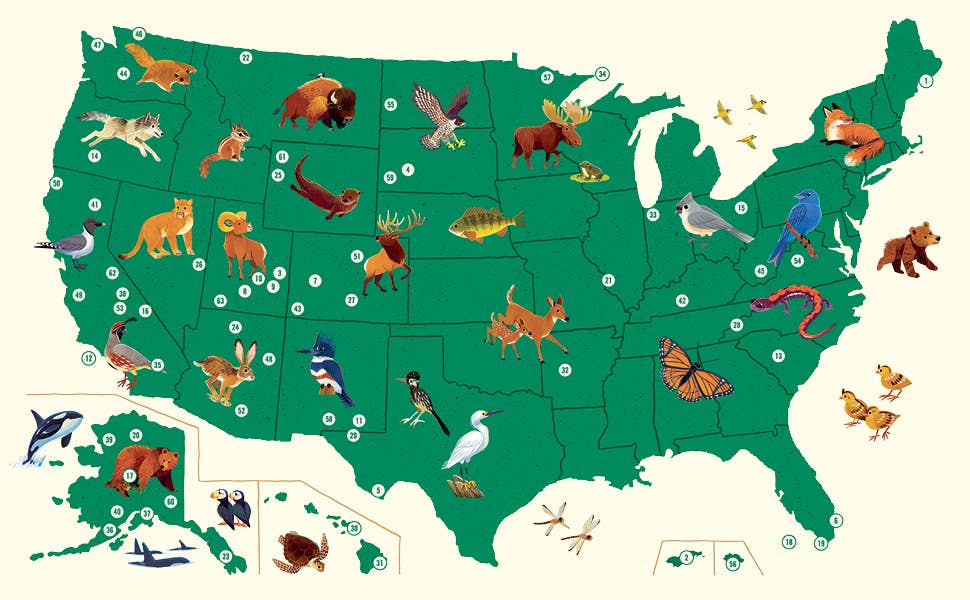 Colorful illustrated US map with native animals perched on each state