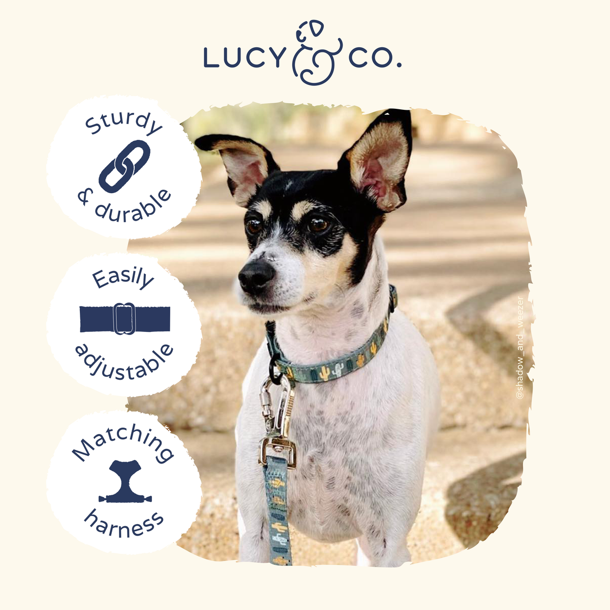 Print Collar size chart showing neck width and leash size options for S M L