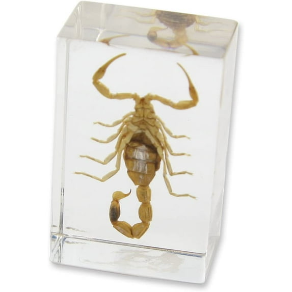 Real Bug Scorpion Paperweight - Small
