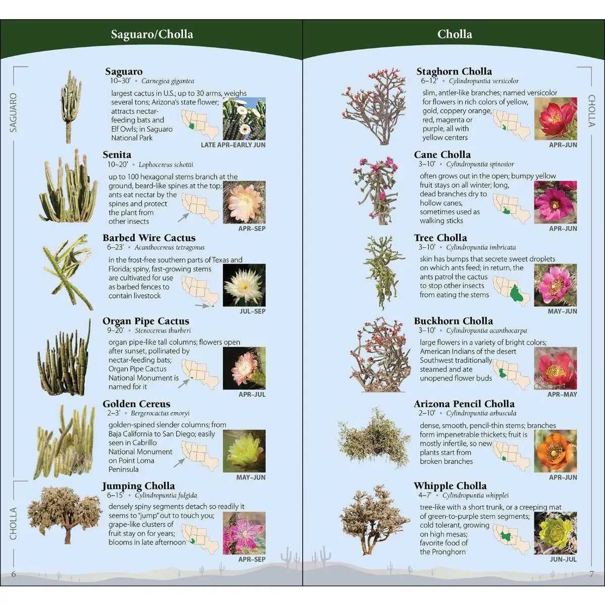 Cacti of the Southwest Quick Guide