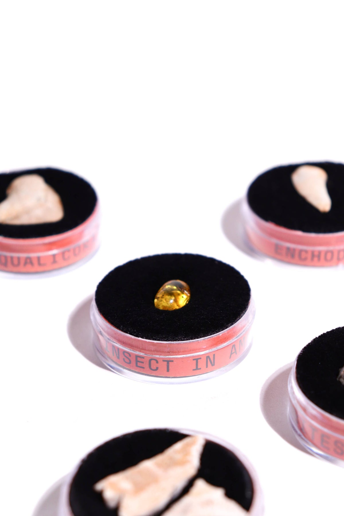 Fossil Blind Bag showcase: amber colored fossil gem in a round jar with black velvet.