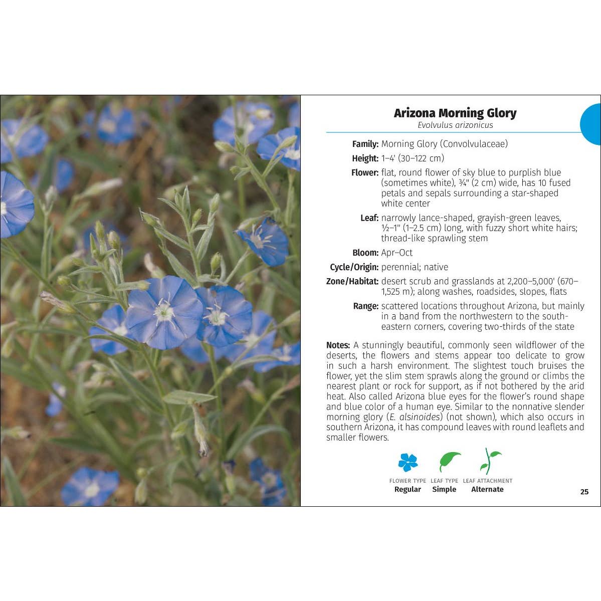 Wildflowers of Arizona Field Guide