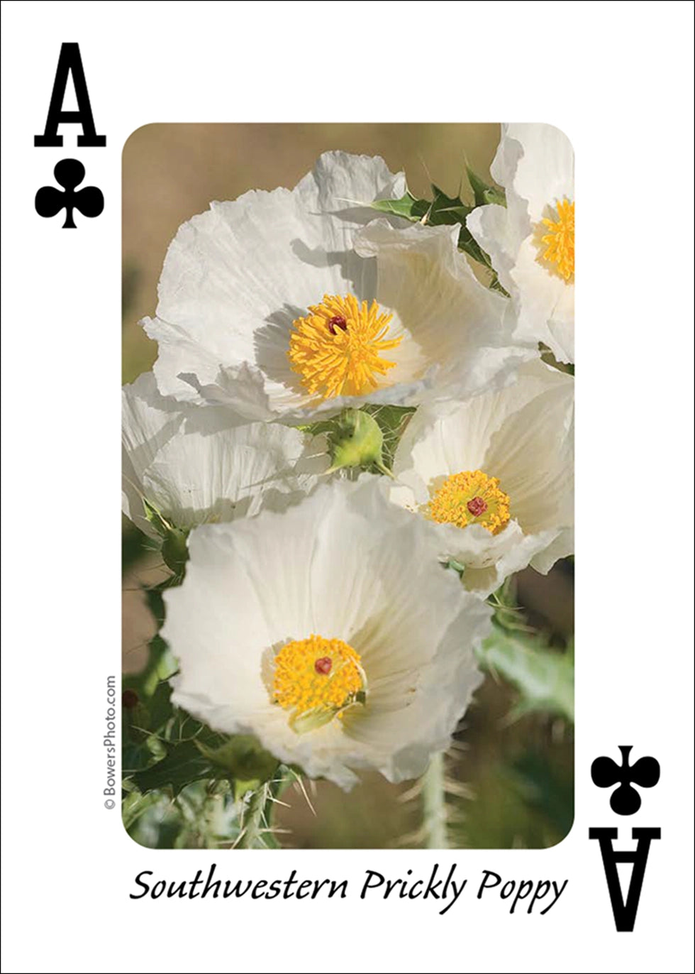 Southwest Wildflowers Playing Cards