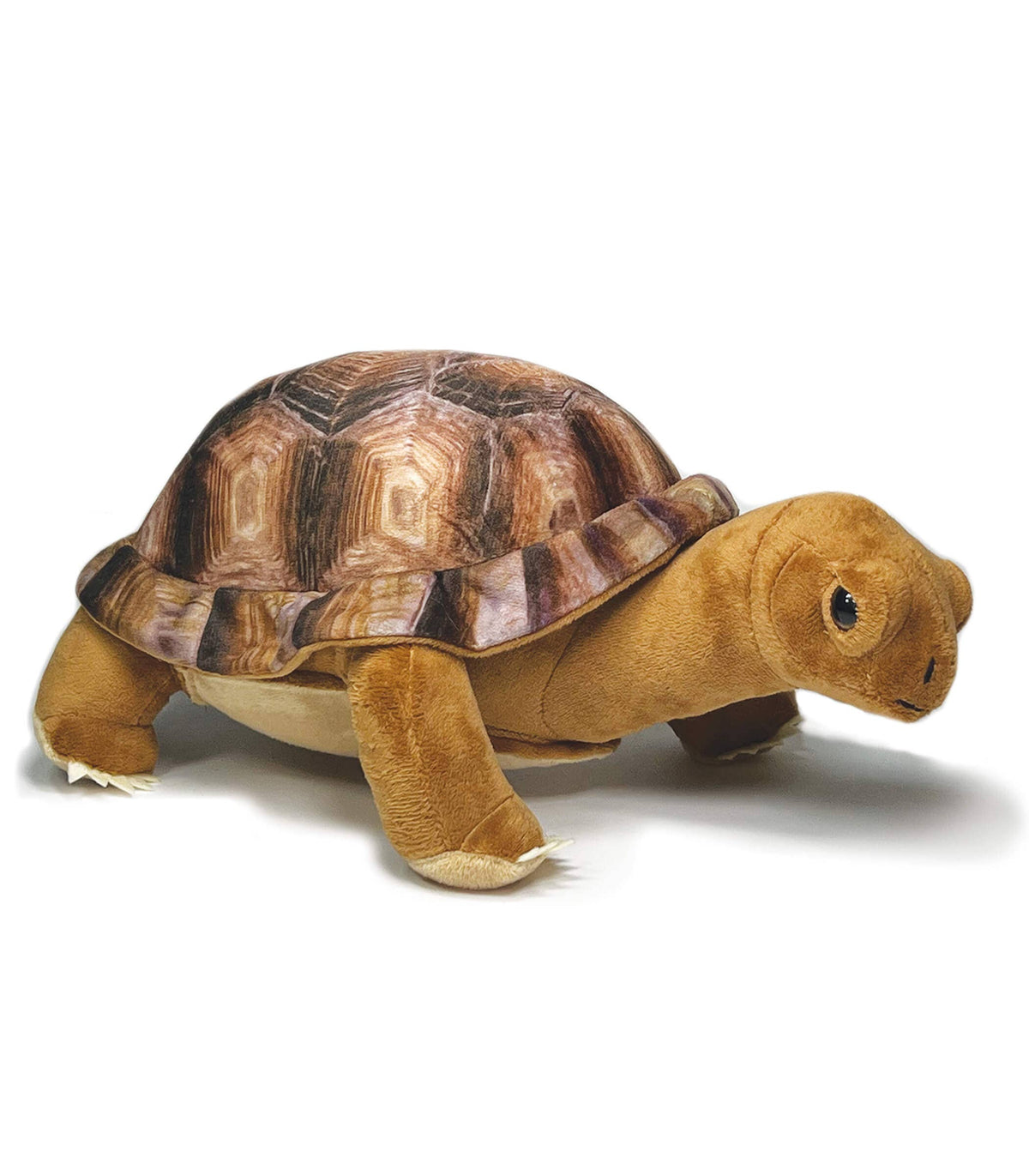 Wildlife Rescue - Desert Tortoise