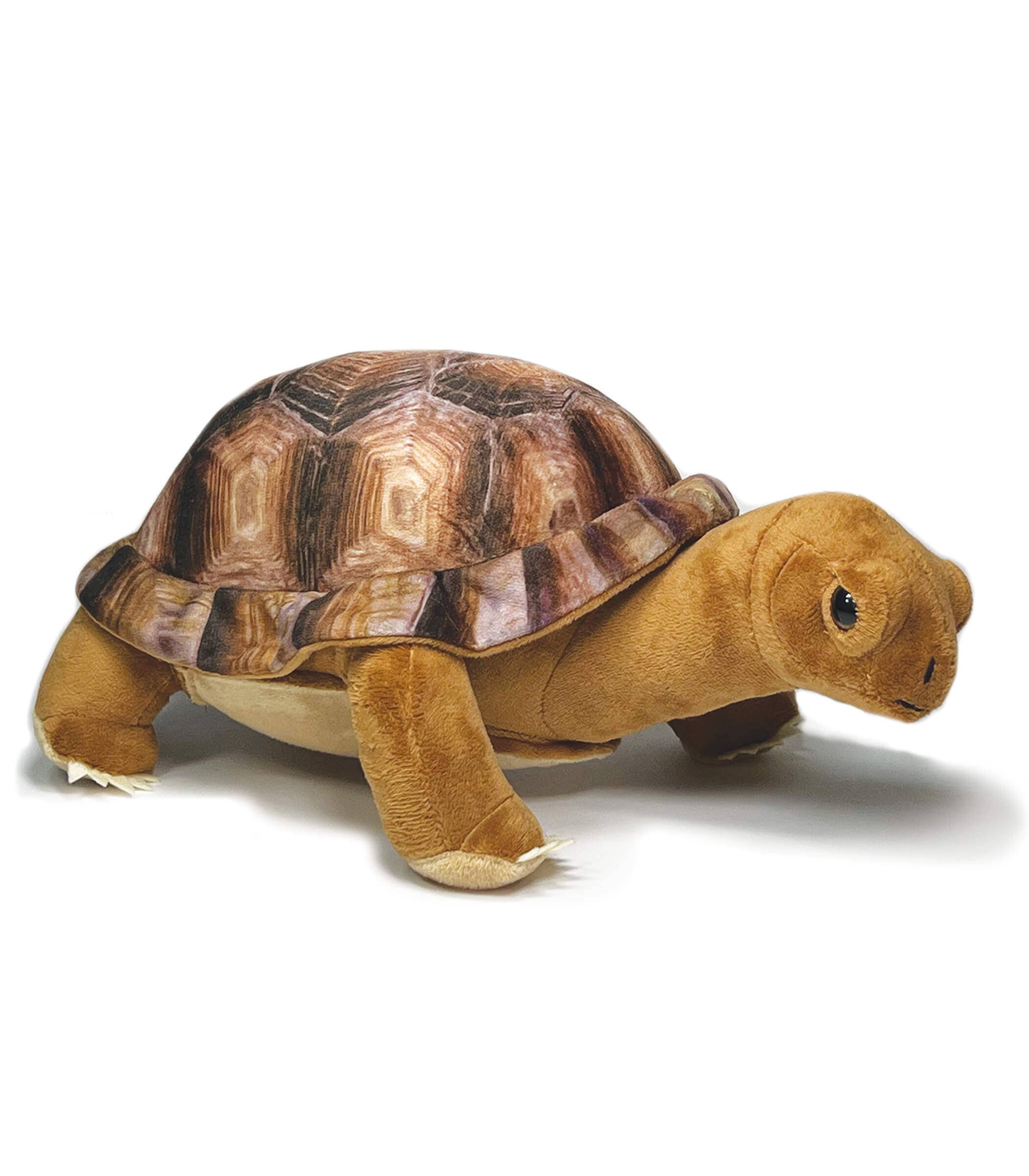 Wildlife Rescue - Desert Tortoise