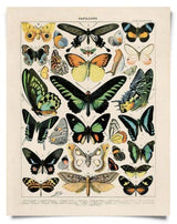 Vintage Millot Butterfly Type 2 Print 8 x 10