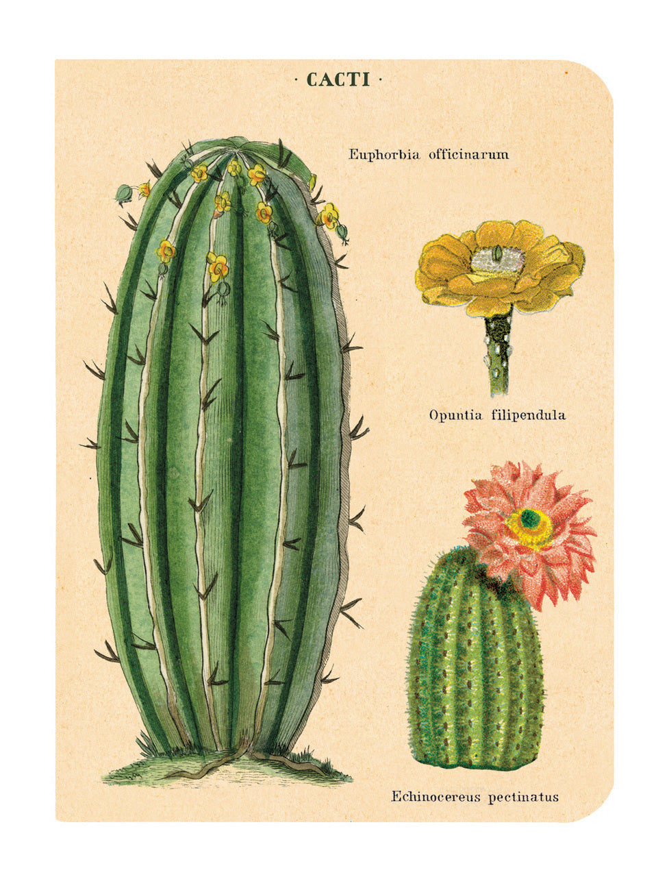 Succulents Vintage Mini Notebooks