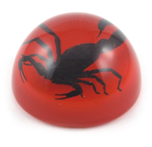 Black Scorpion Large Dome Paper Weight