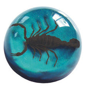 Black Scorpion Large Dome Paper Weight