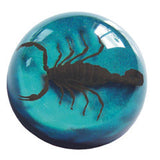 Black Scorpion Small Dome Paper Weight