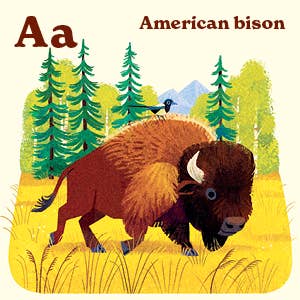 American bison grazing in a grassy prairie with evergreen trees.