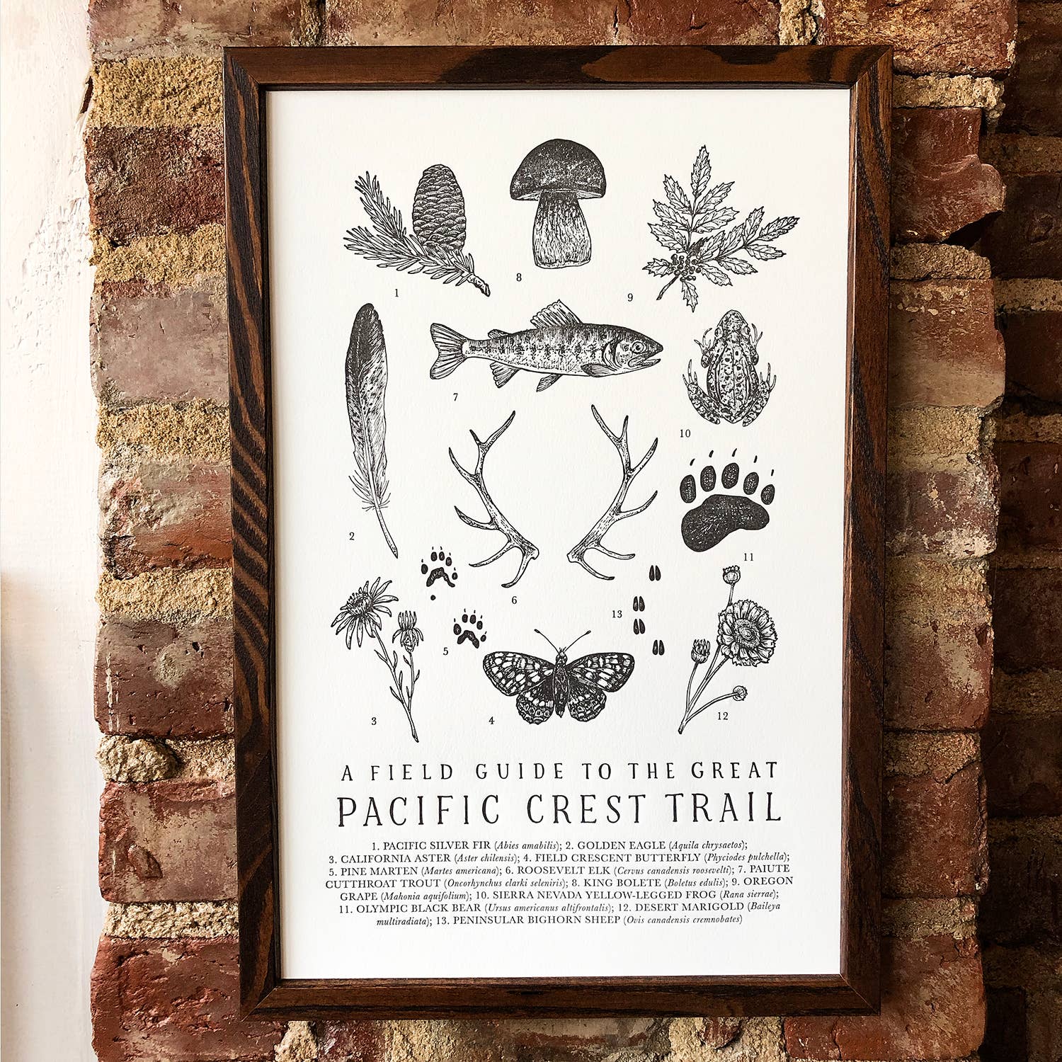 Pacific Crest Trail Guide Art Print - 11 x 17