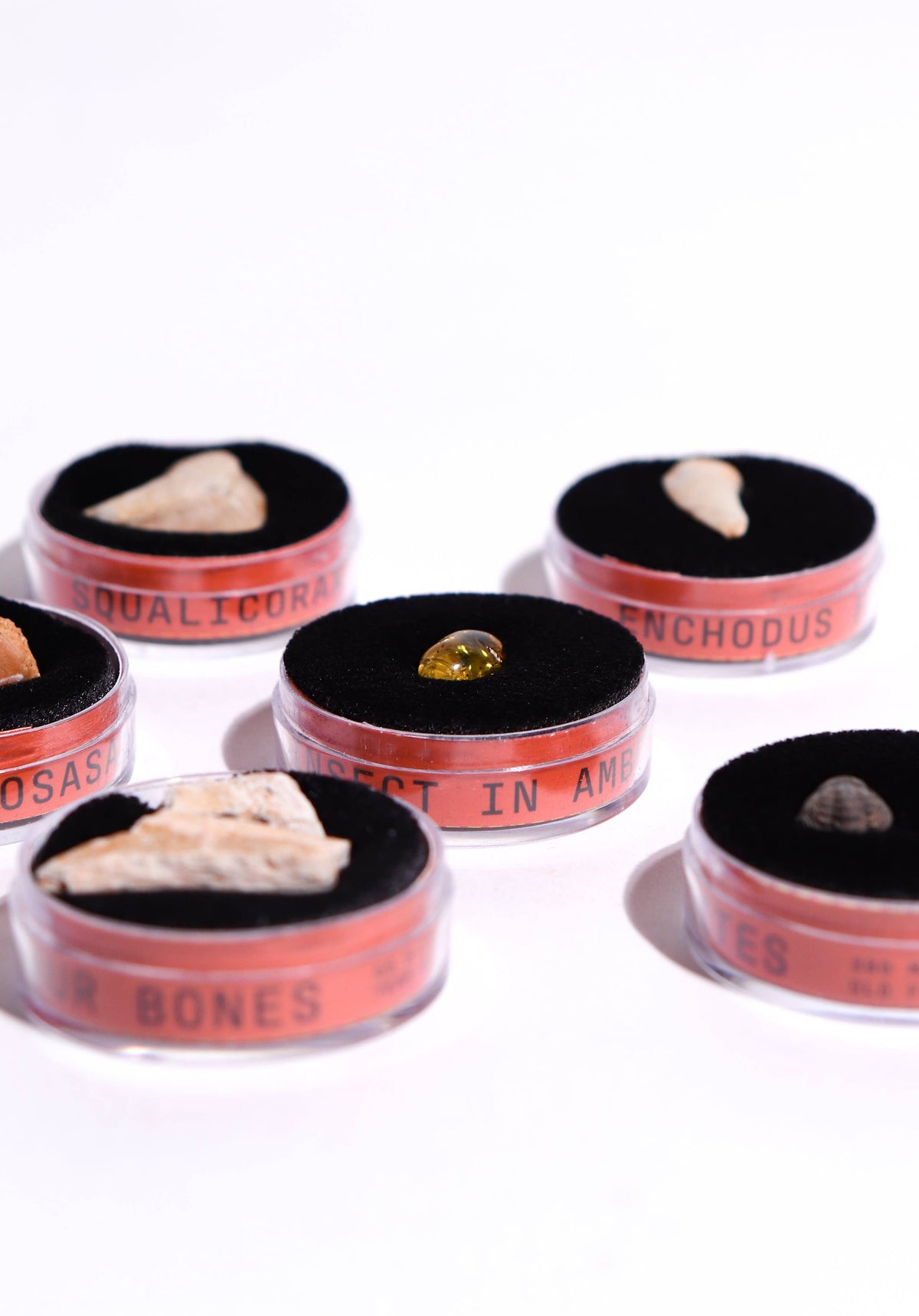 Assorted fossil bone fragments displayed in small red round cases with black foam interiors