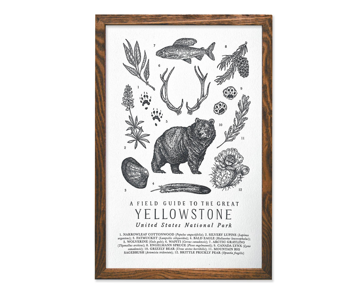 Yellowstone National Park Field Guide - 11 x 17