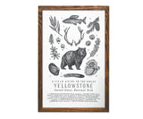 Yellowstone National Park Field Guide - 11 x 17
