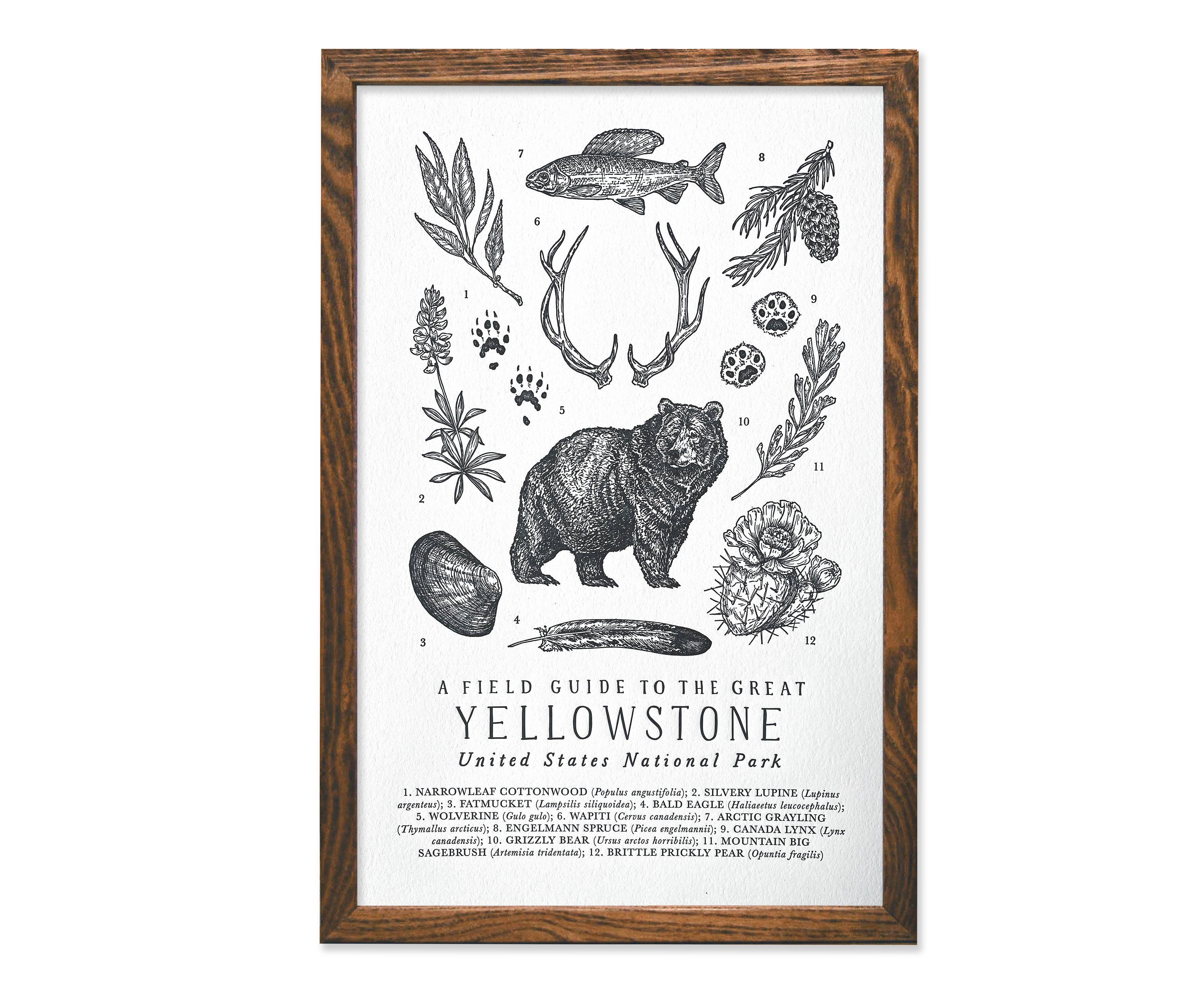 Yellowstone National Park Field Guide - 11 x 17