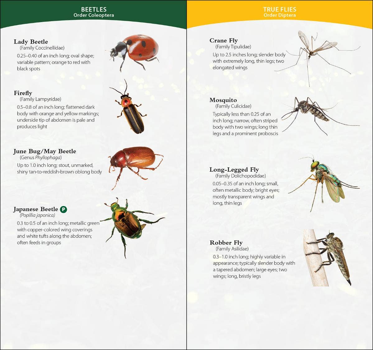 Garden Bugs & Insects of the Southwest