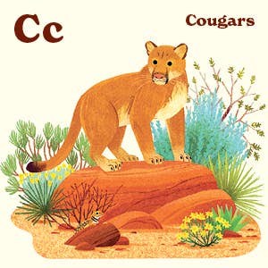 Cougar standing on a rocky outcrop amid desert plants and grasses.