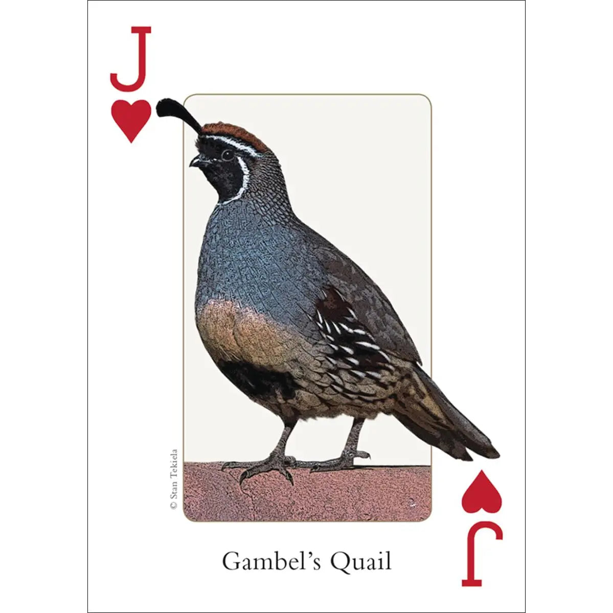 Birds of the Southwest Playing Cards