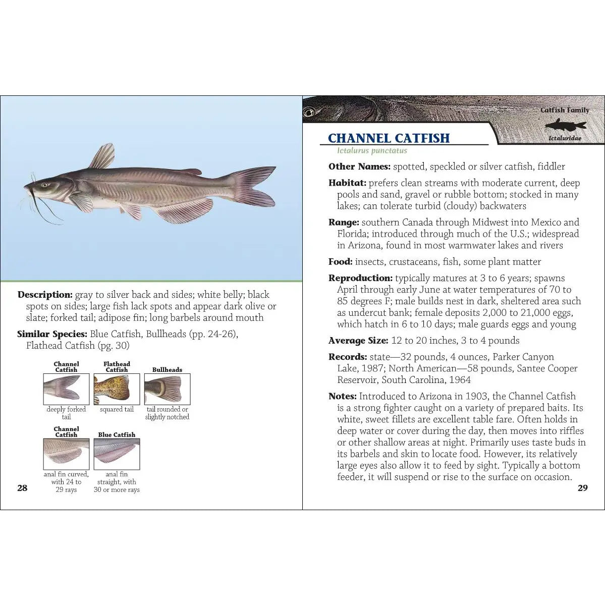 Fish of Arizona Field Guide