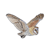 Barn Owl Patch