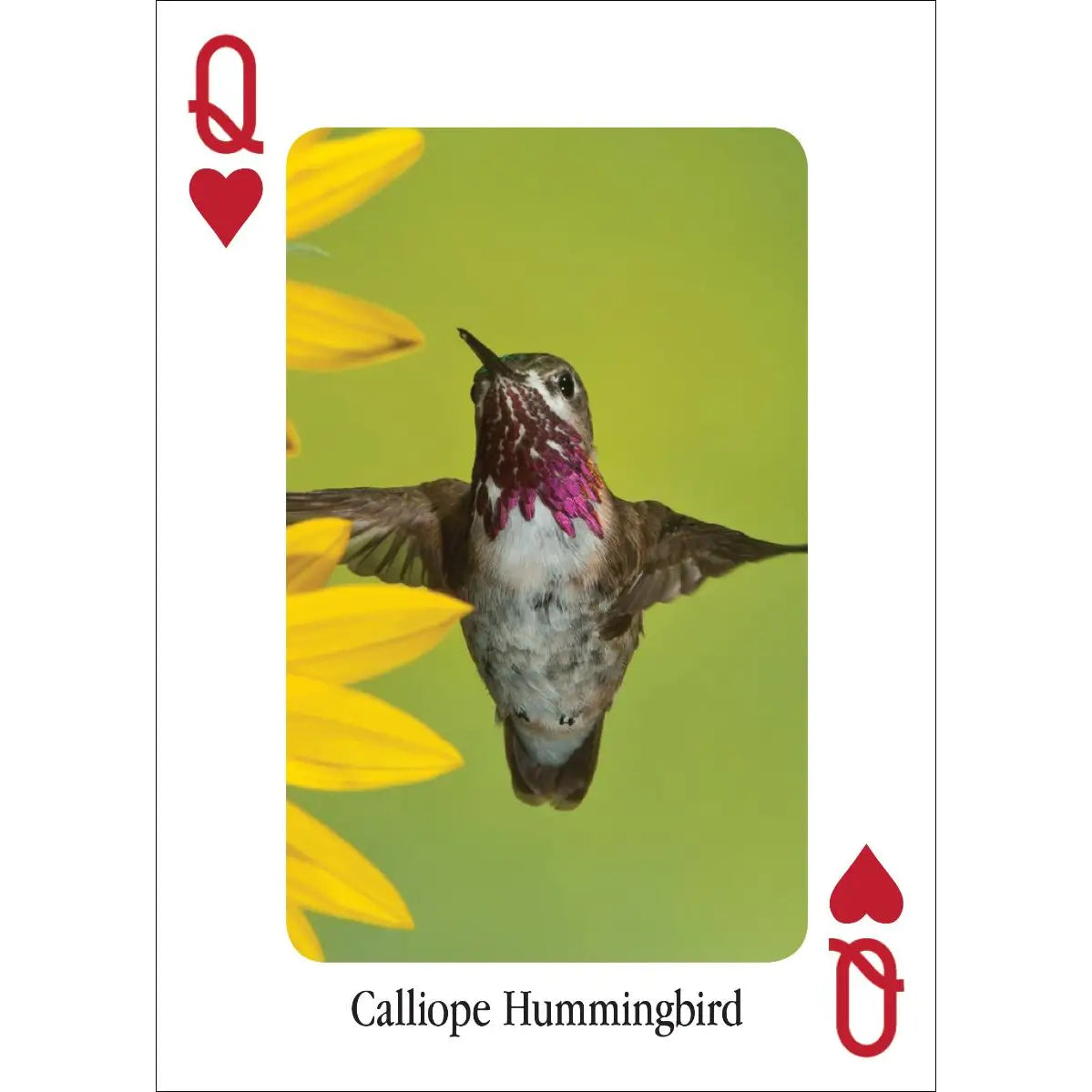 Hummingbirds Playing Cards