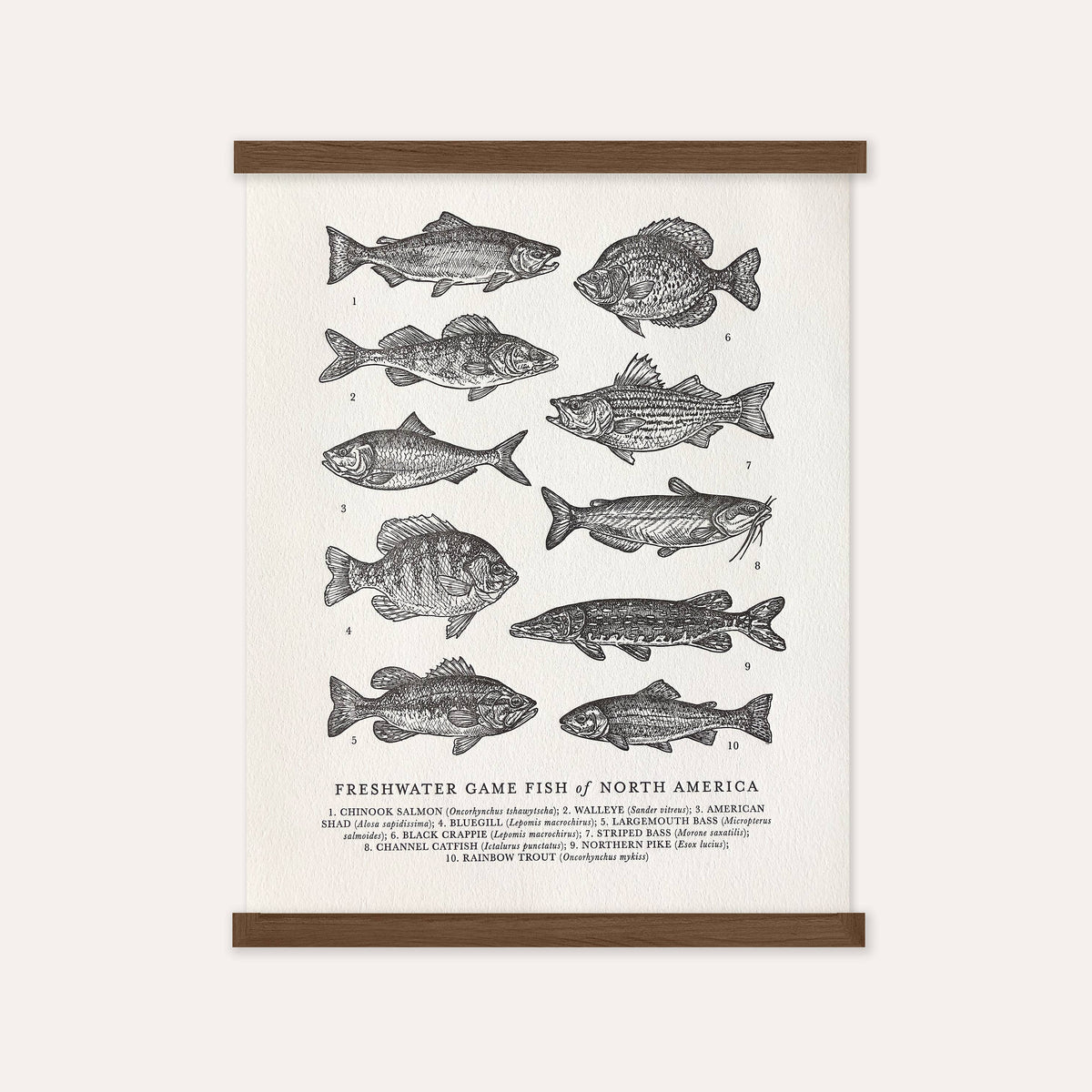 Guide to Freshwater Fish Art Print - 11 x 14