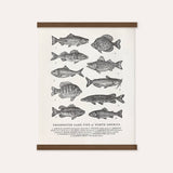 Guide to Freshwater Fish Art Print - 11 x 14