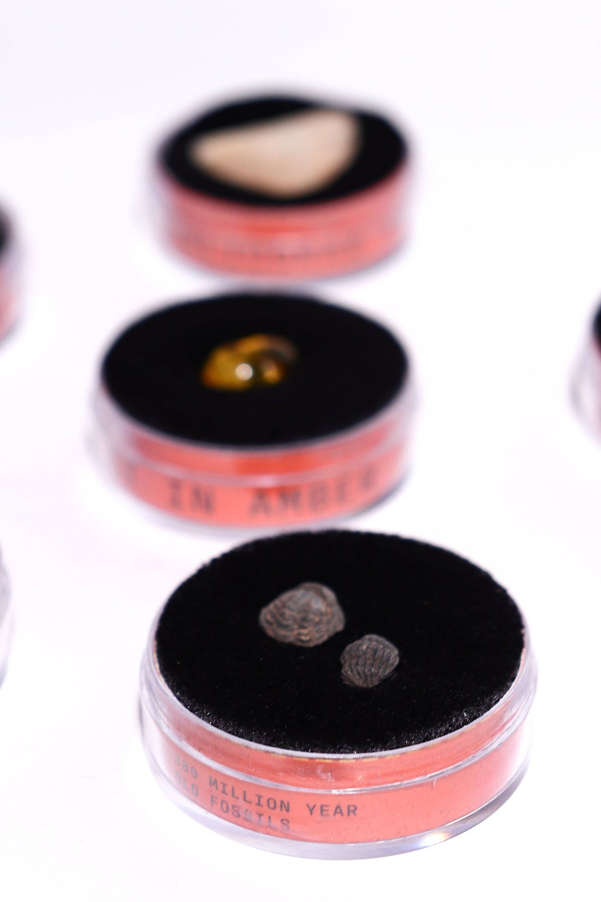 Open Fossil Blind Bag tin with a beige fossil fragment on black velvet among nearby tins